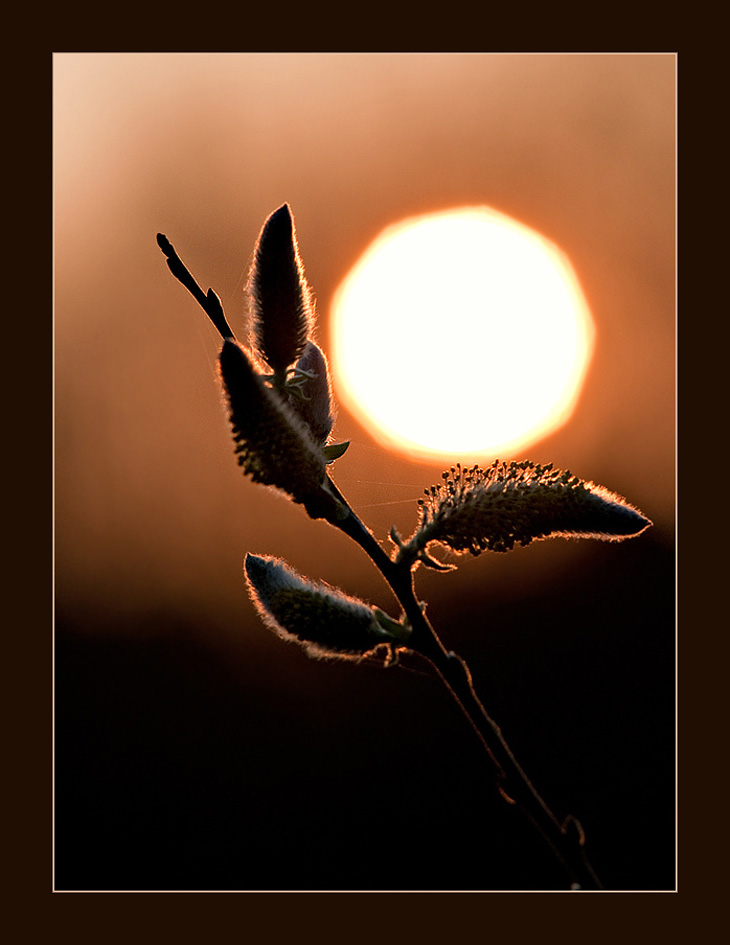 Pussy Willow Sunset
